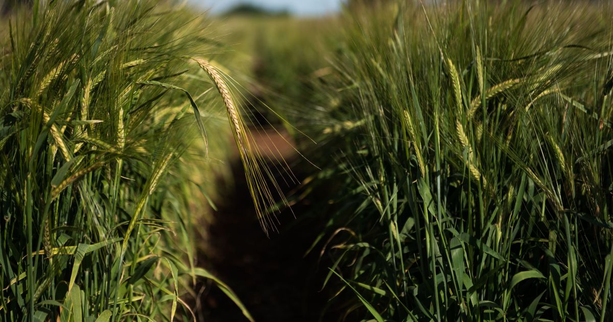 CNseg revisa projeção do mercado de seguro rural e prevê queda de 3,9%