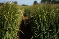 CNseg revisa projeção do mercado de seguro rural e prevê queda de 3,9%