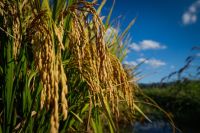 Entidades do RS propõem ações contra preços do arroz em 2026