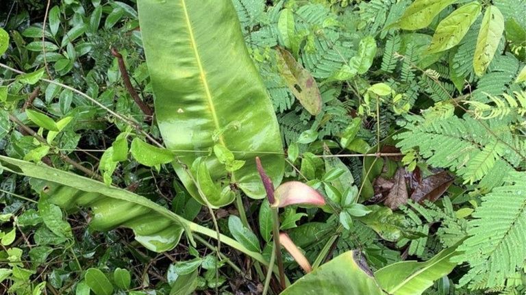 Orangotangos usam 'plantas medicinais' para relaxar