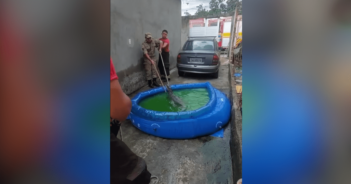 Jacaré é resgatado em piscina de plástico no Amazonas; veja vídeo