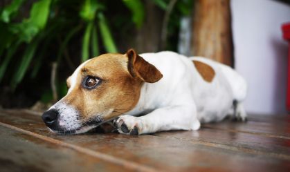 Ansiedade-de-separacao-em-pets