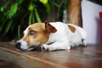 Ansiedade de separação em pets: saiba como ajudar