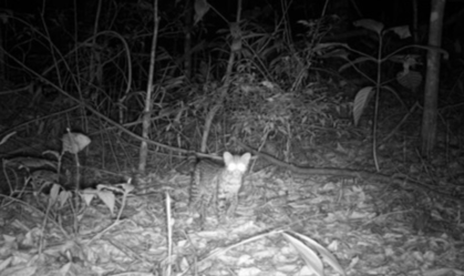 BIODIVERSIDADE FLORESTA RIO