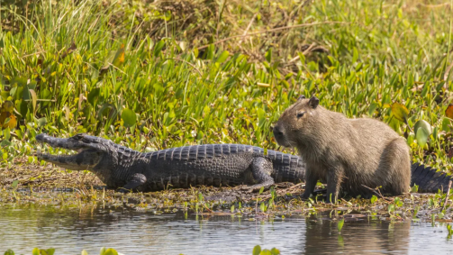 Jacarés e crocodilos raramente atacam capivaras