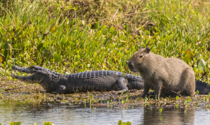 Jacarés e crocodilos raramente atacam capivaras