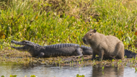 Crocodilos e jacarés são amigos ou comem capivaras? Entenda a relação