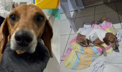CÃO COMUNITÁRIO JOHNNY MAUS TRATOS