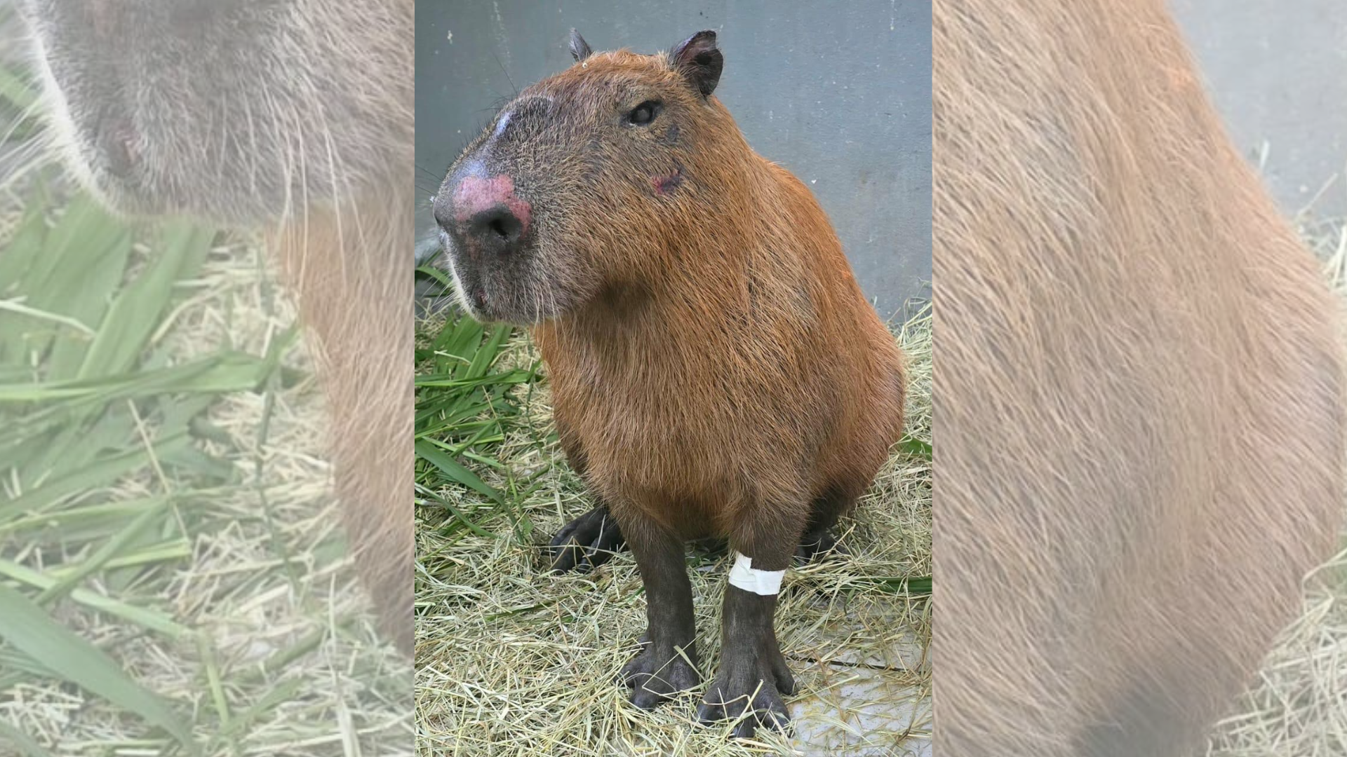 CAPIVARA REABILITADA