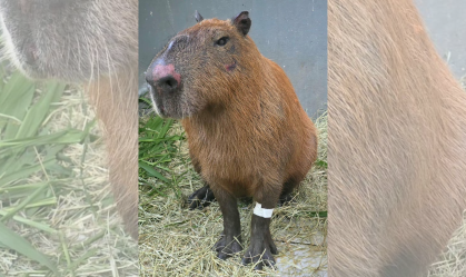 CAPIVARA REABILITADA