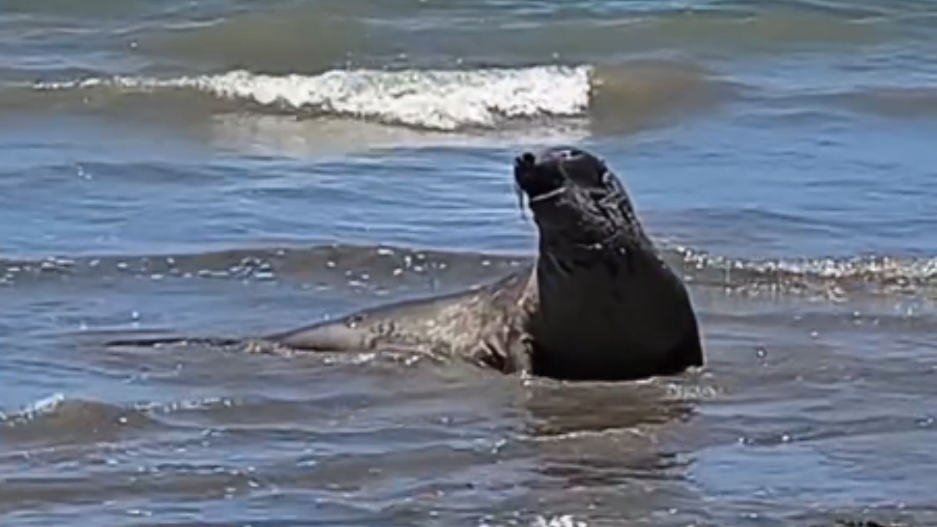 Elefante-marinho percorre praias e vira sensação em praias de Alagoas; veja imagens (1)
