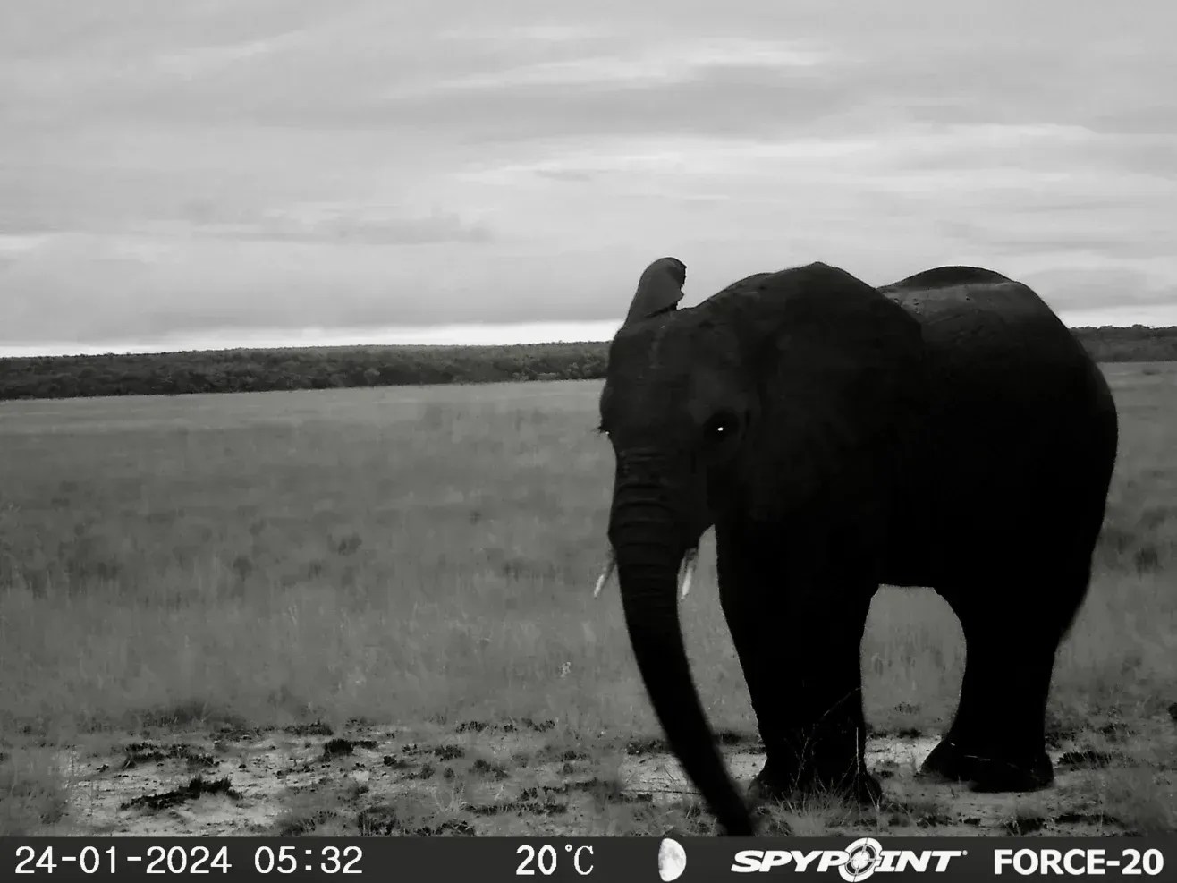 Elefante