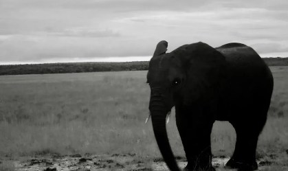 Gigantes elefantes fantasmas da Angola se esconderam dos humanos