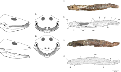 Descoberta no Brasil desafia teoria sobre extinção de tetrápodes