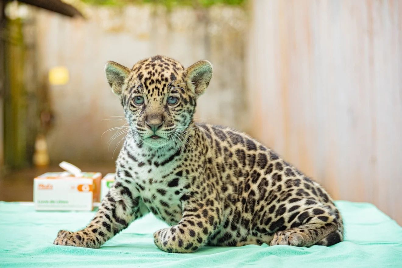 Filhote de onça nasce em zoo do Pará