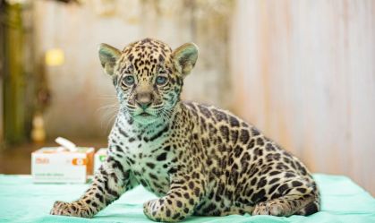 Filhote de onça nasce em zoo do Pará