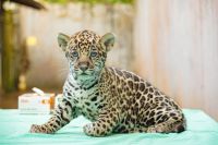 Filhote de onça nasce no Pará e zoológico abre votação para escolha de nome