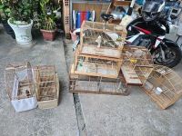 Operação Aruana: ação acontece em cinco estados contra o tráfico de animais