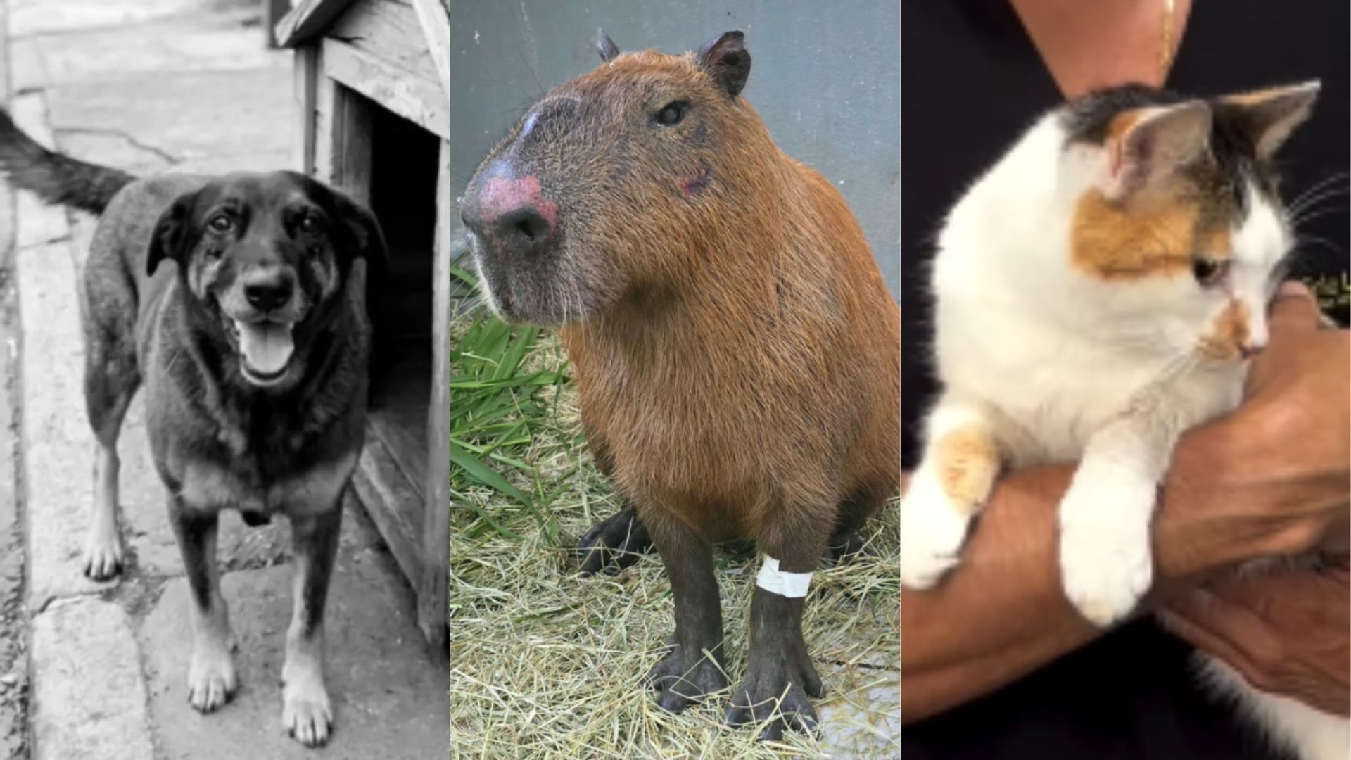 Gata, cachorro e capivara relembre ataques recentes contra animais (1)