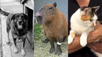 Rio tem trimestre recorde de denúncias de maus-tratos a animais