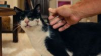 Gatos com dois rostos, como em "O Agente Secreto", existem na vida real