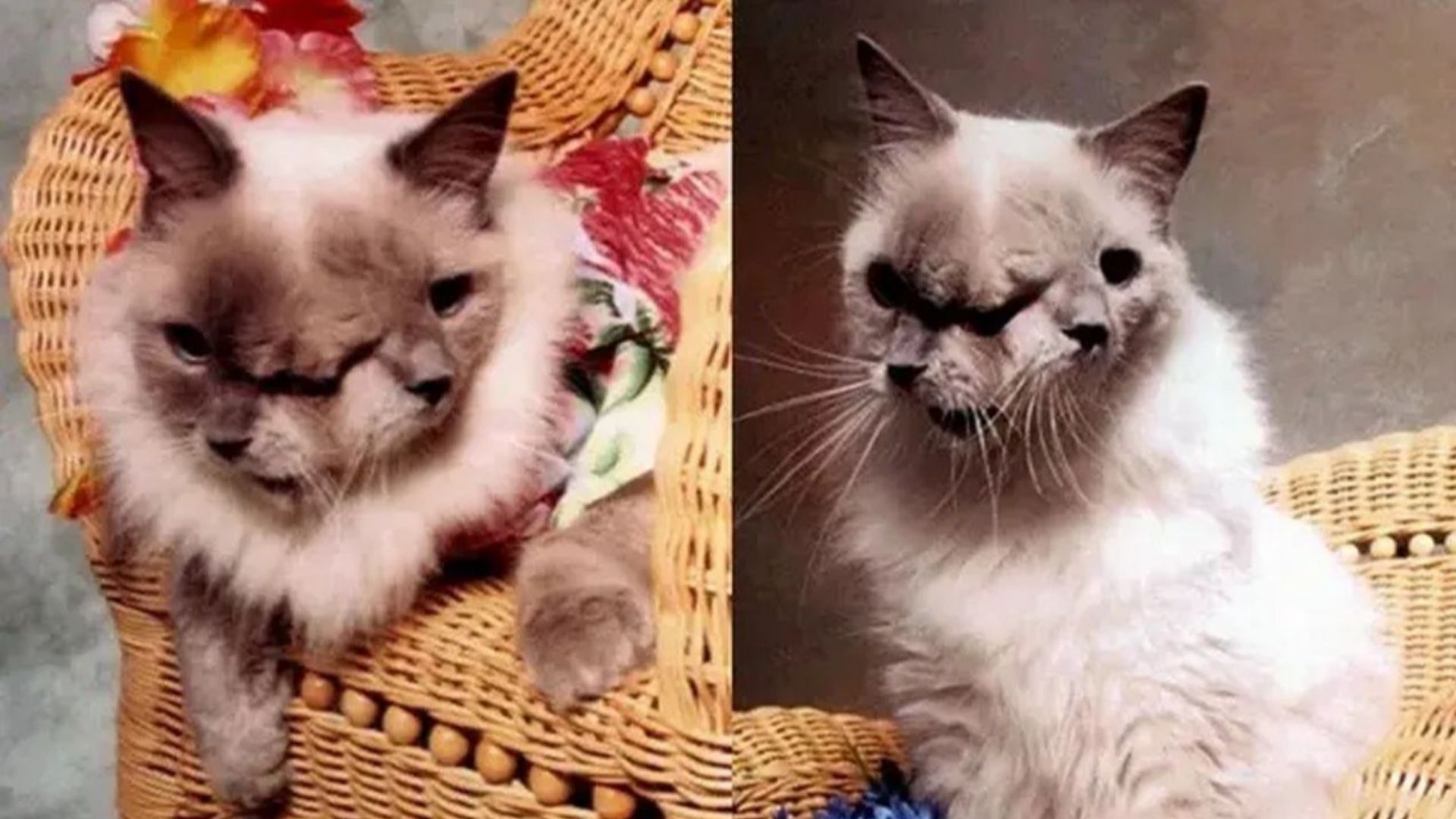 Gatos Frank e Louis, viveram durante 15 anos com a condição de disprosopia. • Reprodução