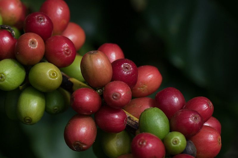 Colheita do café arábica ganha ritmo e preço perde força na bolsa de NY