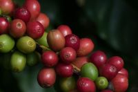 Preço do café sobe 2,32% em Nova York com expectativa de oferta restrita