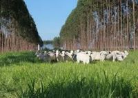 Plano Clima 2024-2035 foca em adaptação e mitigação de gases