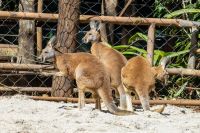 Zoológico de São Paulo volta a ter cangurus-vermelhos após quase 20 anos