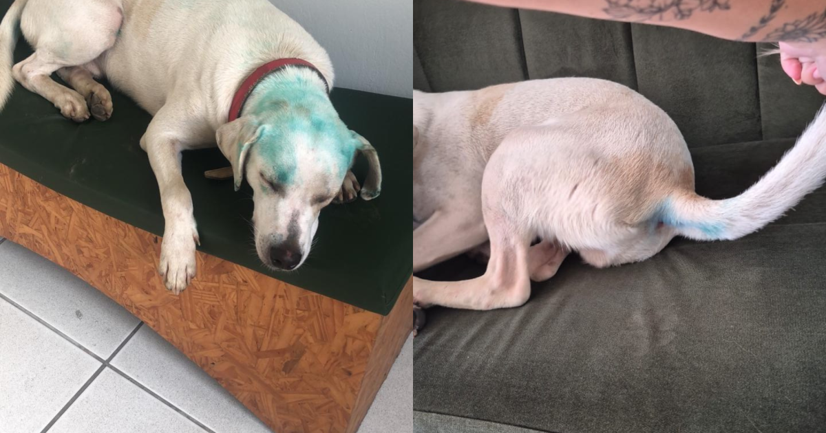 Universidade de SC investiga pintura de cão comunitário durante trote