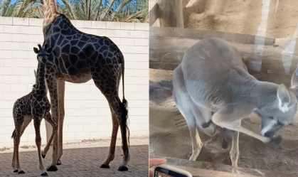 NASCIMENTO GIRAFA CANGURU