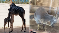 Filhote de girafa e canguru nascem em parque de SP; veja imagens