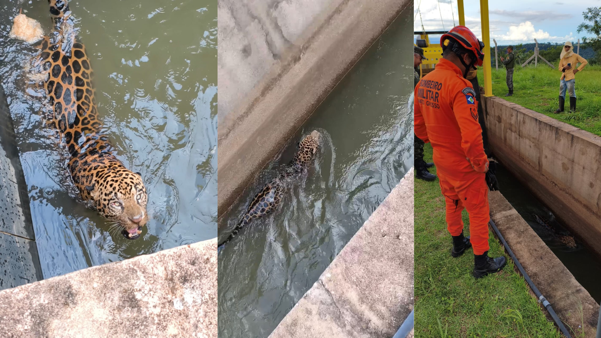 ONÇA RESGATADA CANAL