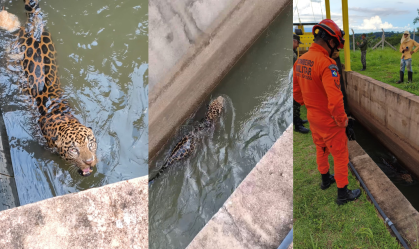 ONÇA RESGATADA CANAL