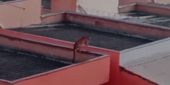 Onça telhado