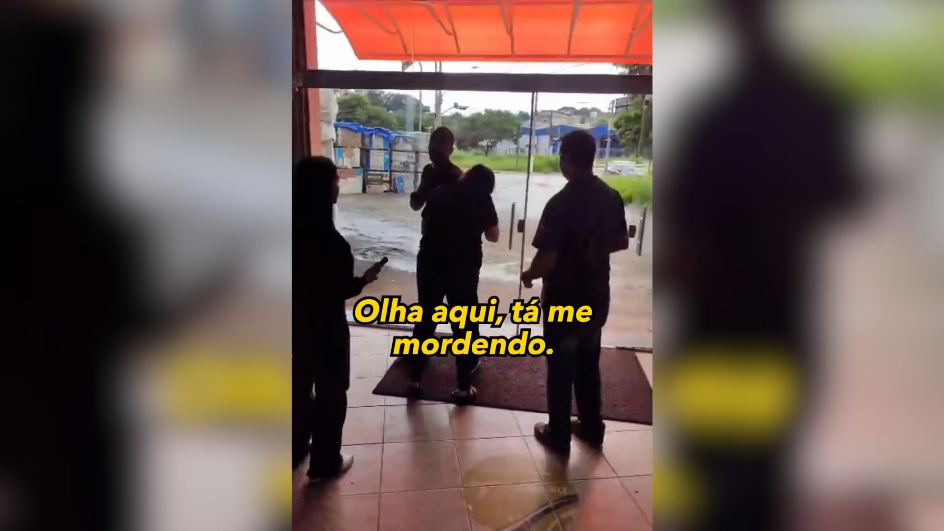 PADEIRO MORTO ENGANO (1)