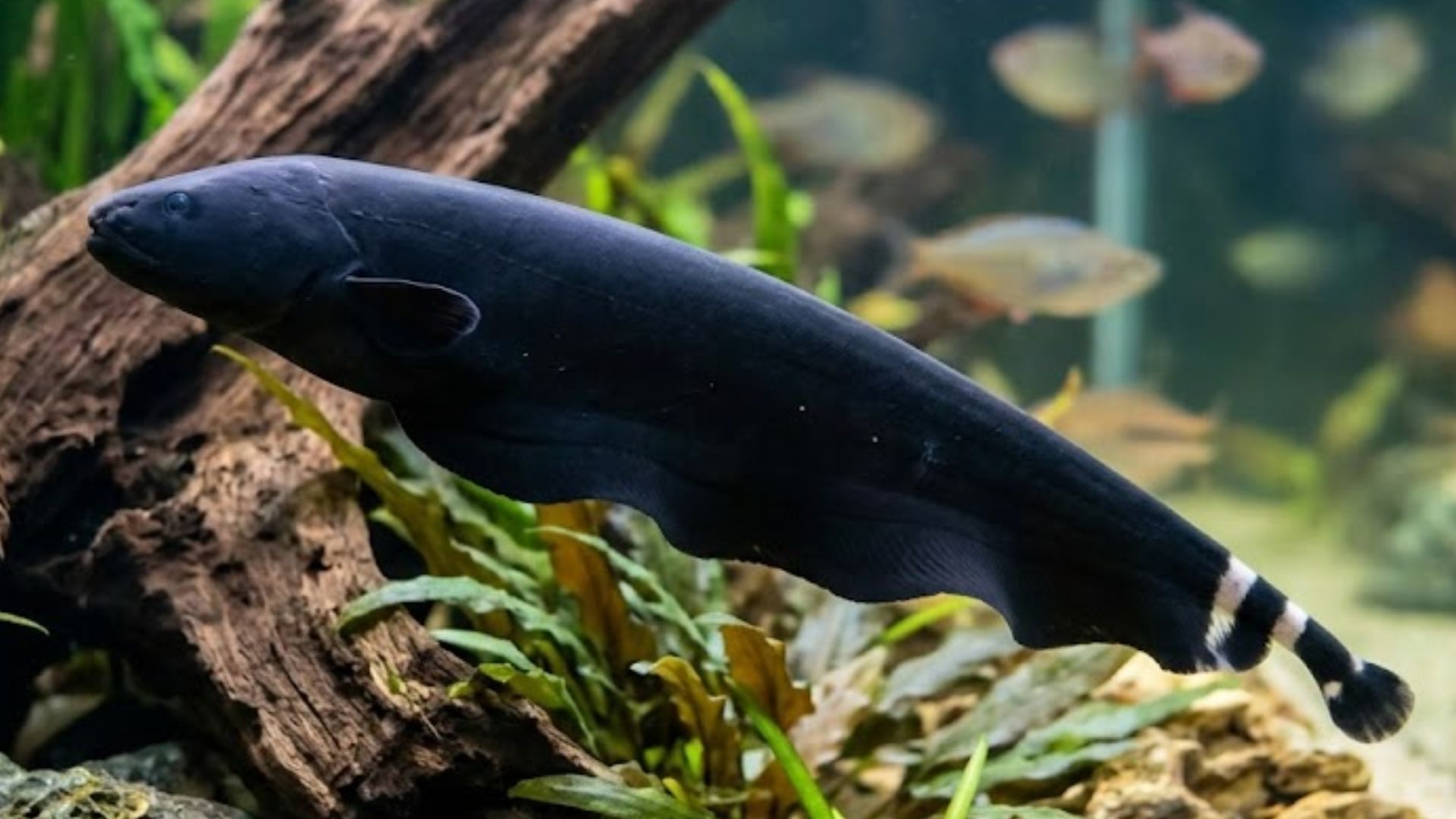 Peixe amazônico cria eletricidade para se localizar no escuro
