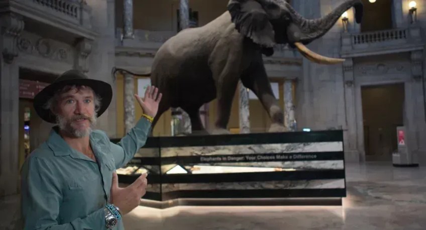 Steve Boyes e "Henry", os restos mortais de um elefante africano gigante de Angola, em exibição no Museu Nacional de História Natural do Smithsonian, em Washington, DC • Skellig Rock, Inc