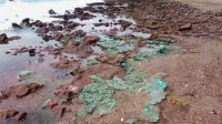 Rochas de plástico ameaçam tartarugas em ilha brasileira