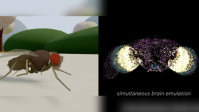 Mosca virtual “ganha vida” em simulação baseada em um cérebro real