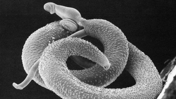Micrografia eletrônica de varredura de um casal de Schistosoma mansoni