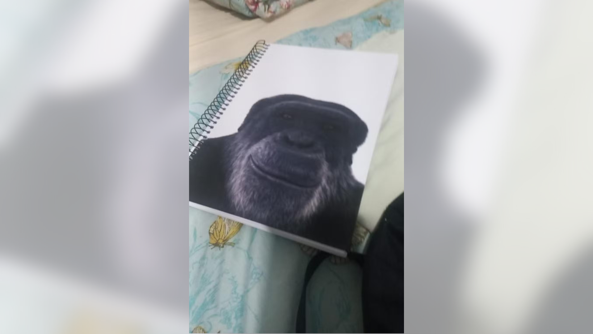 Professor é demitido após associar aluno negro a chimpanzé em Maceió
