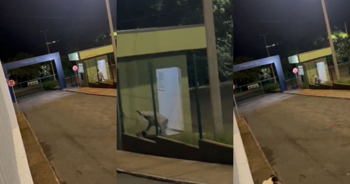 Funcionário de parque é preso após agredir cachorro com bambu em MG