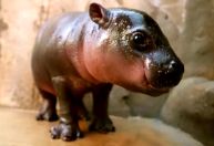 Mais feliz do mundo, bebê hipopótamo-pigmeu Jellybean vira sensação mundial