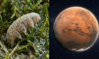 Animal mais forte da Terra é colocado em solo de Marte: resultado espanta