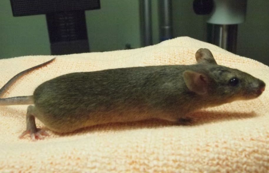 Rato