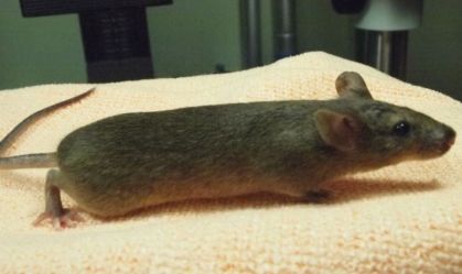 Rato
