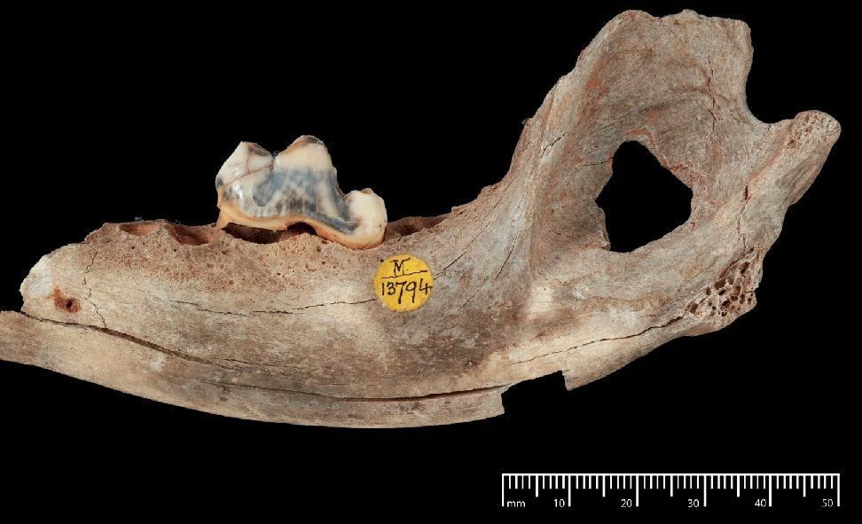 Mandíbula do cão da Caverna de Gough (14.300 anos) em vista lateral. Pode-se observar perfuração antrópica da fossa massetérica • The Trustees of the Natural History Museum, Londres