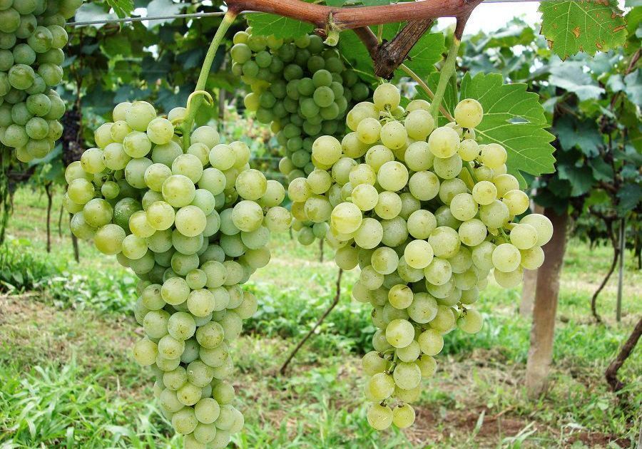 Vinhos de inverno avançam e ganham reforço tecnológico no Centro-Oeste